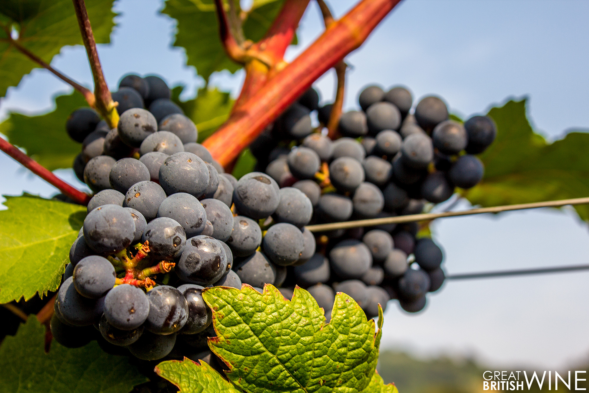 Optimism from UK Wine Producers for an Exceptional 2016 Harvest Great
