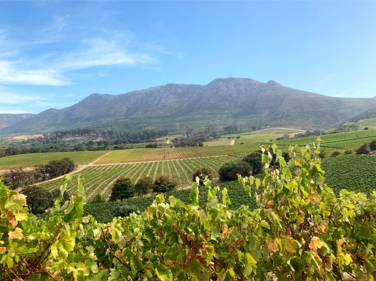 Making Wine at Plumpton College