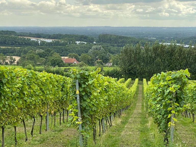 Visiting The Wine Garden of England...and Beyond!