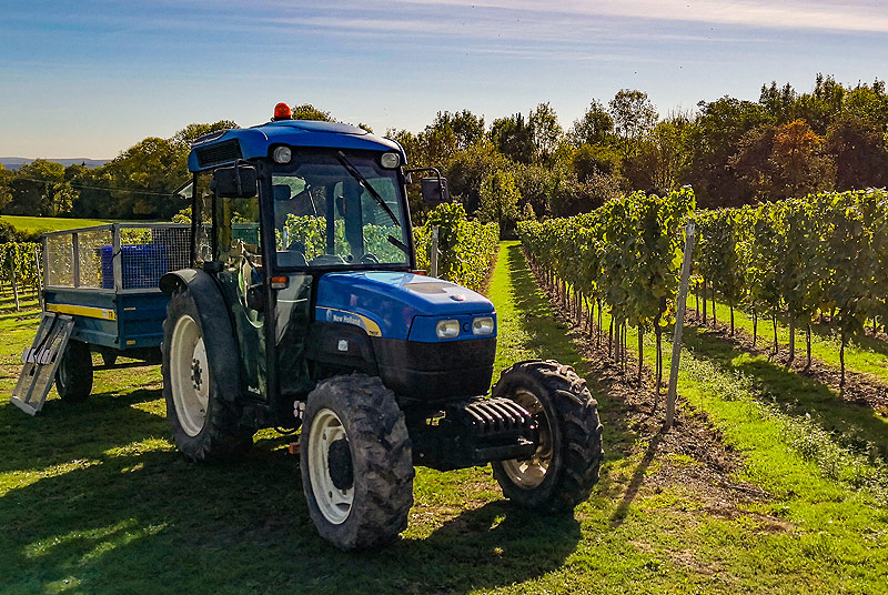 UK winemakers celebrate harvest of the century Great British Wine